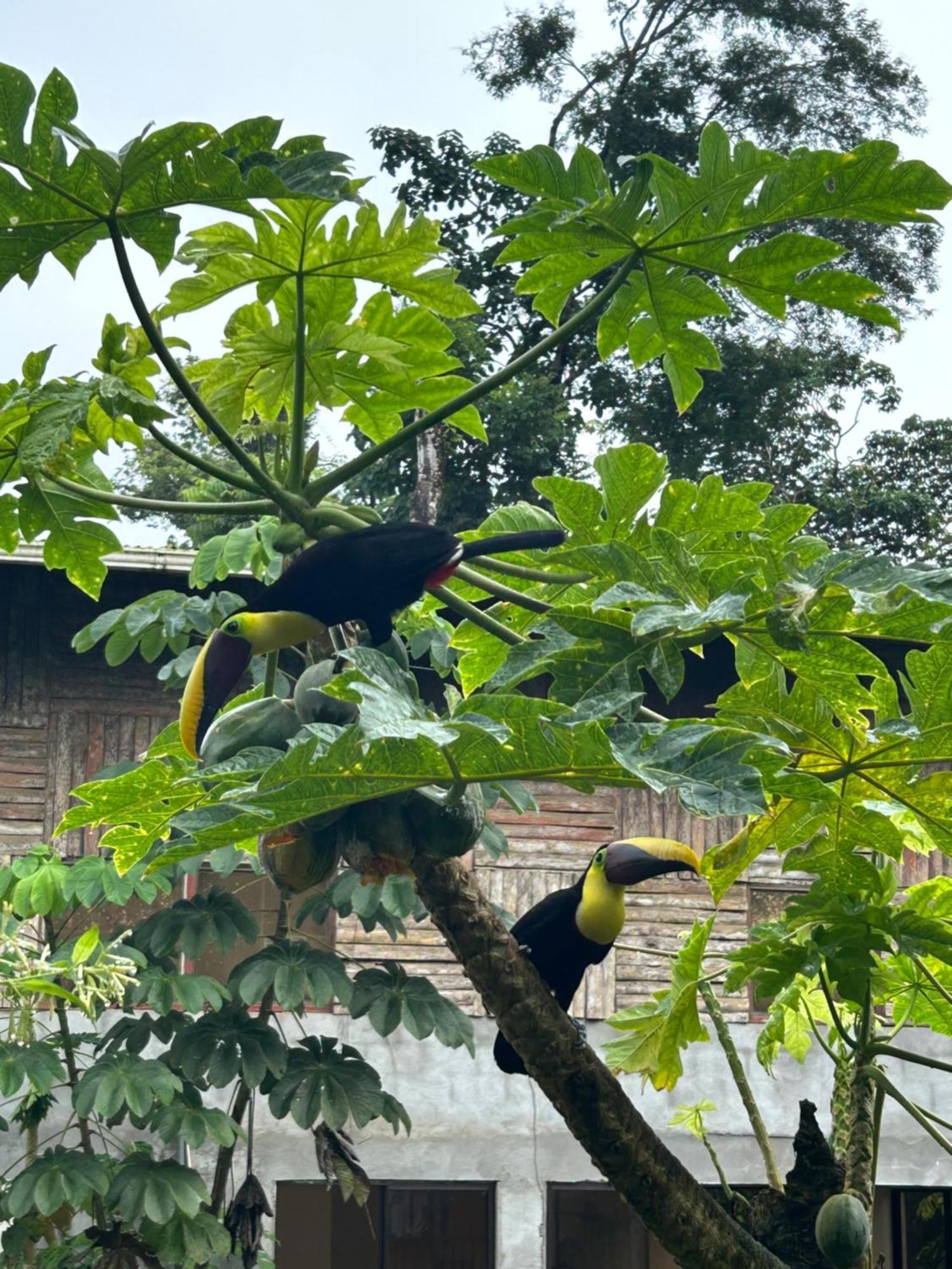 Ceiba Lodge Драке Экстерьер фото
