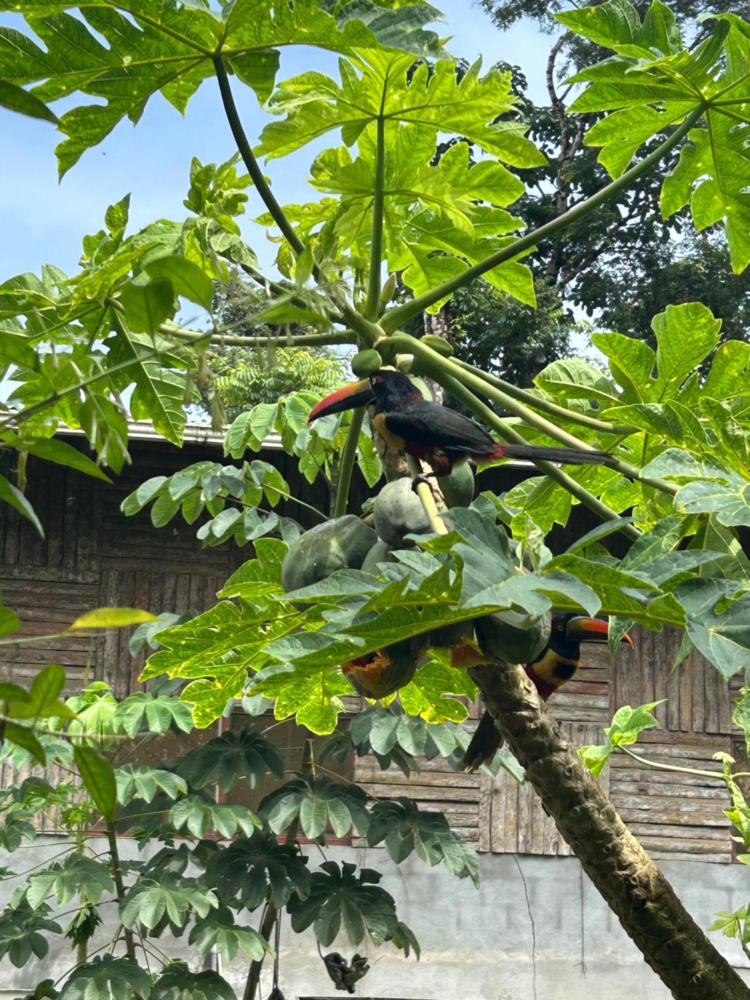 Ceiba Lodge Драке Экстерьер фото